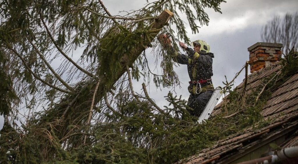 Gödöllő Város Önkormányzata - Saját telken vagy a házunk előtt, közterületen lévő fa - Ki felel érte?